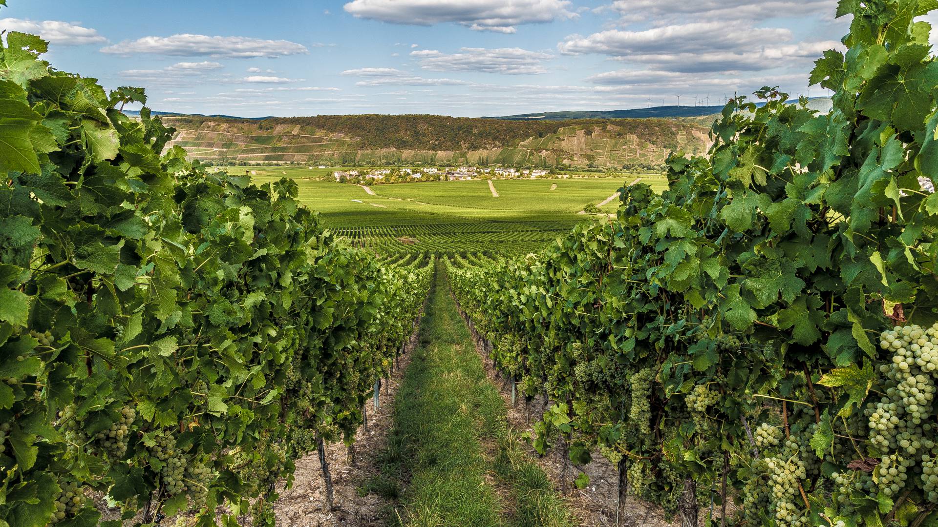 Weinreben in Leiwen an der Mosel Rheinland-Pfalz Deutschland