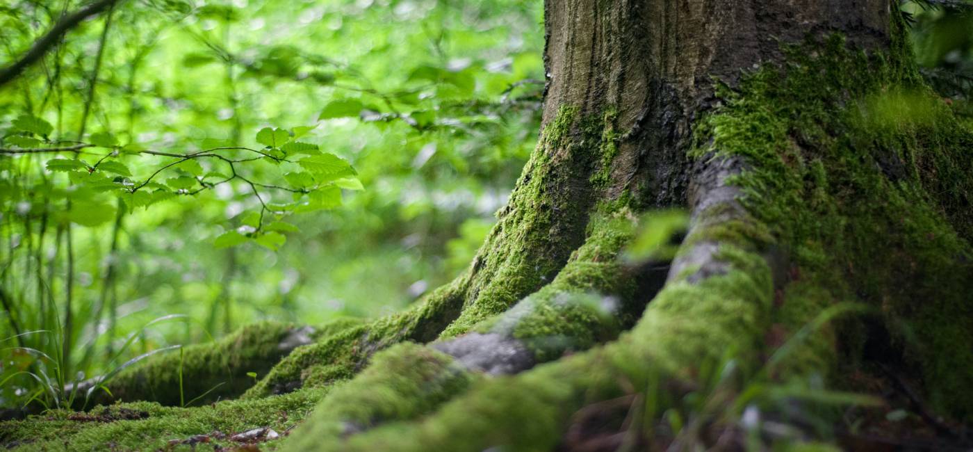 Das Schwarzwald Baumritual  main image