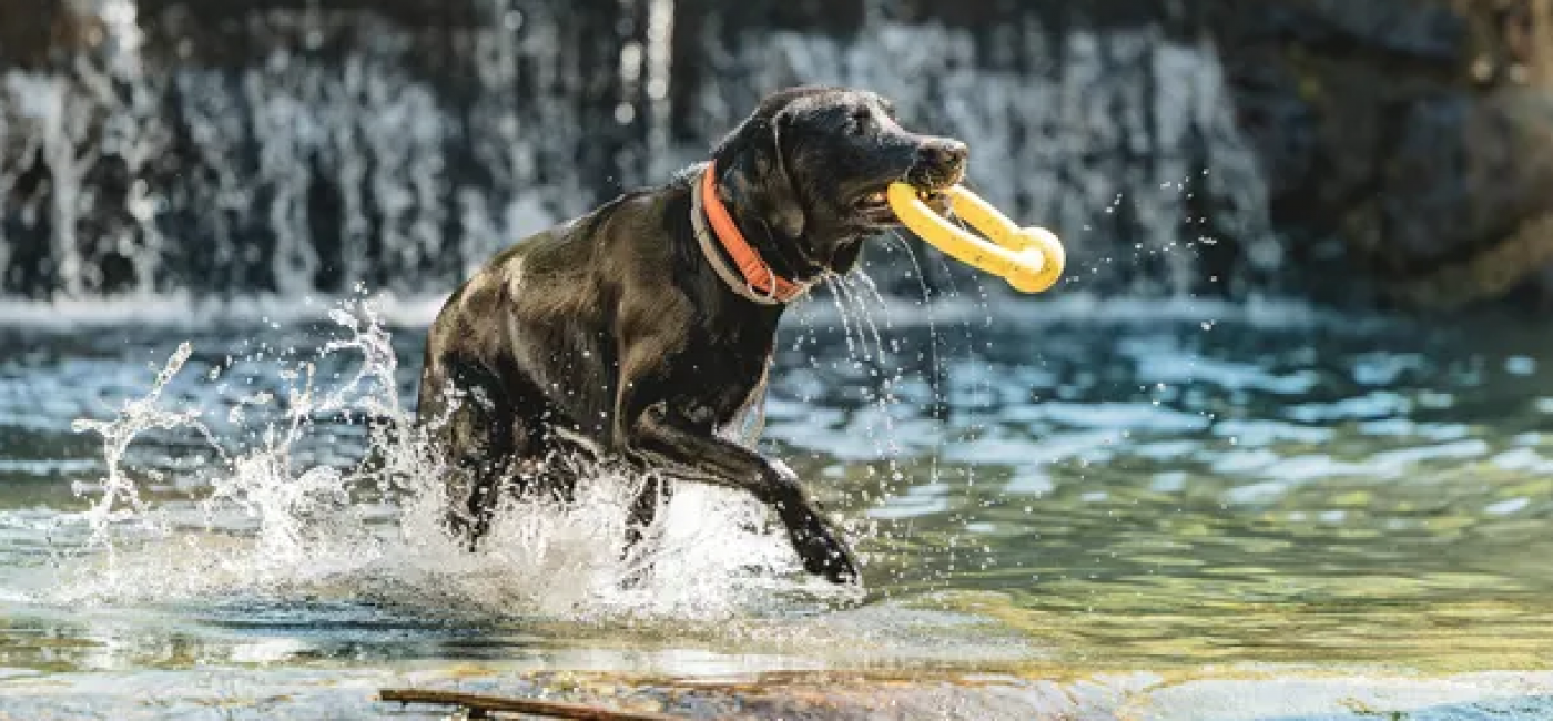 Holiday with your dog at Landrefugium Obermüller in Bavaria main image