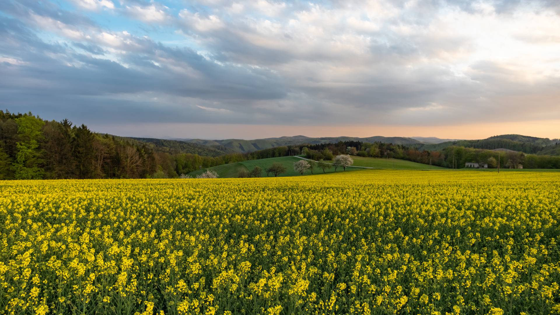 Rapsfeld im Sonnenuntergang Niederösterreich Landschaft Natur