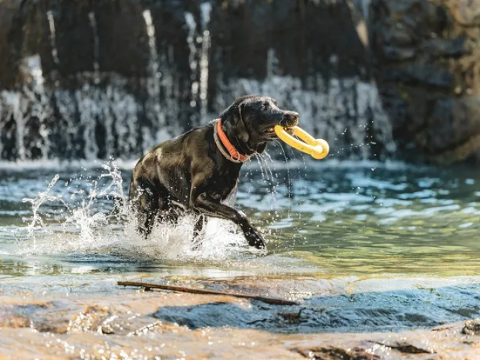 Holiday with your dog at Landrefugium Obermüller in Bavaria Thumbnail