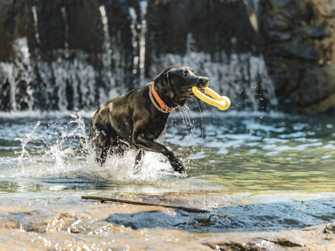 Urlaub mit Hund im Landrefugium Obermüller in Bayern Thumbnail