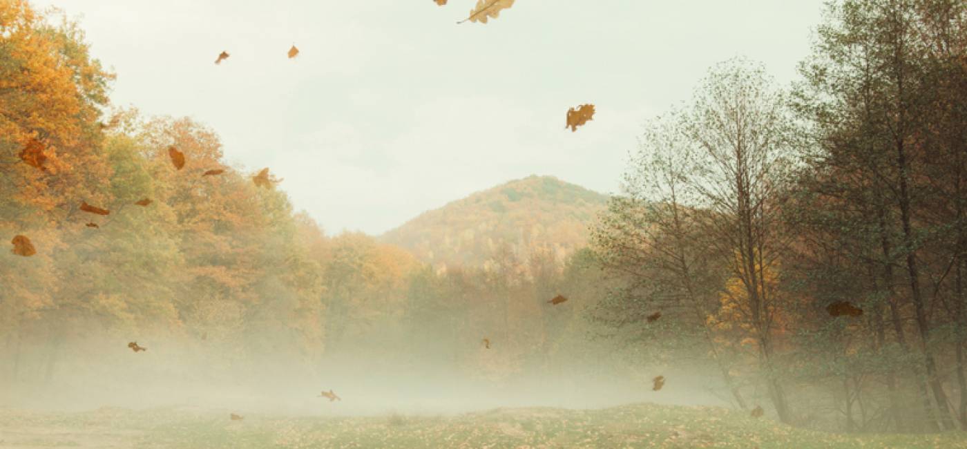 Herbstzeit aus der Sicht der TCM main image