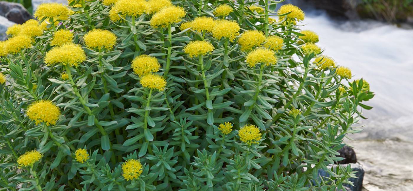 Rhodiola "anti-stress" main image