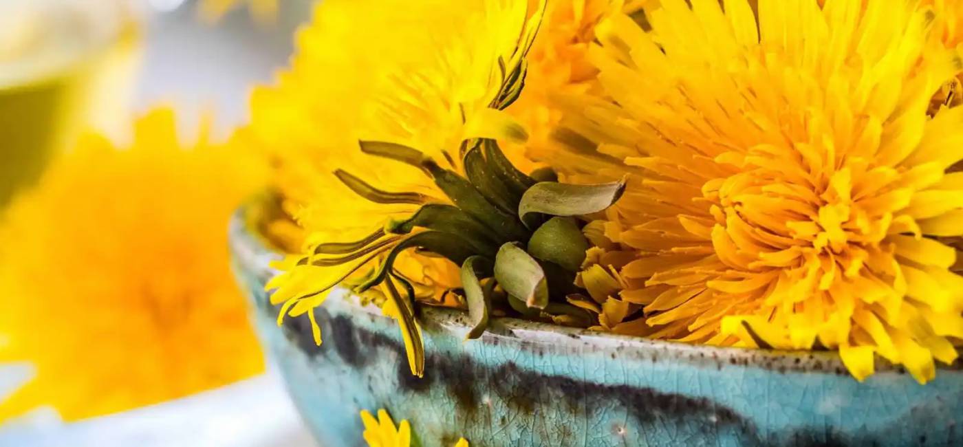 Dandelion – a valuable medicinal plant main image