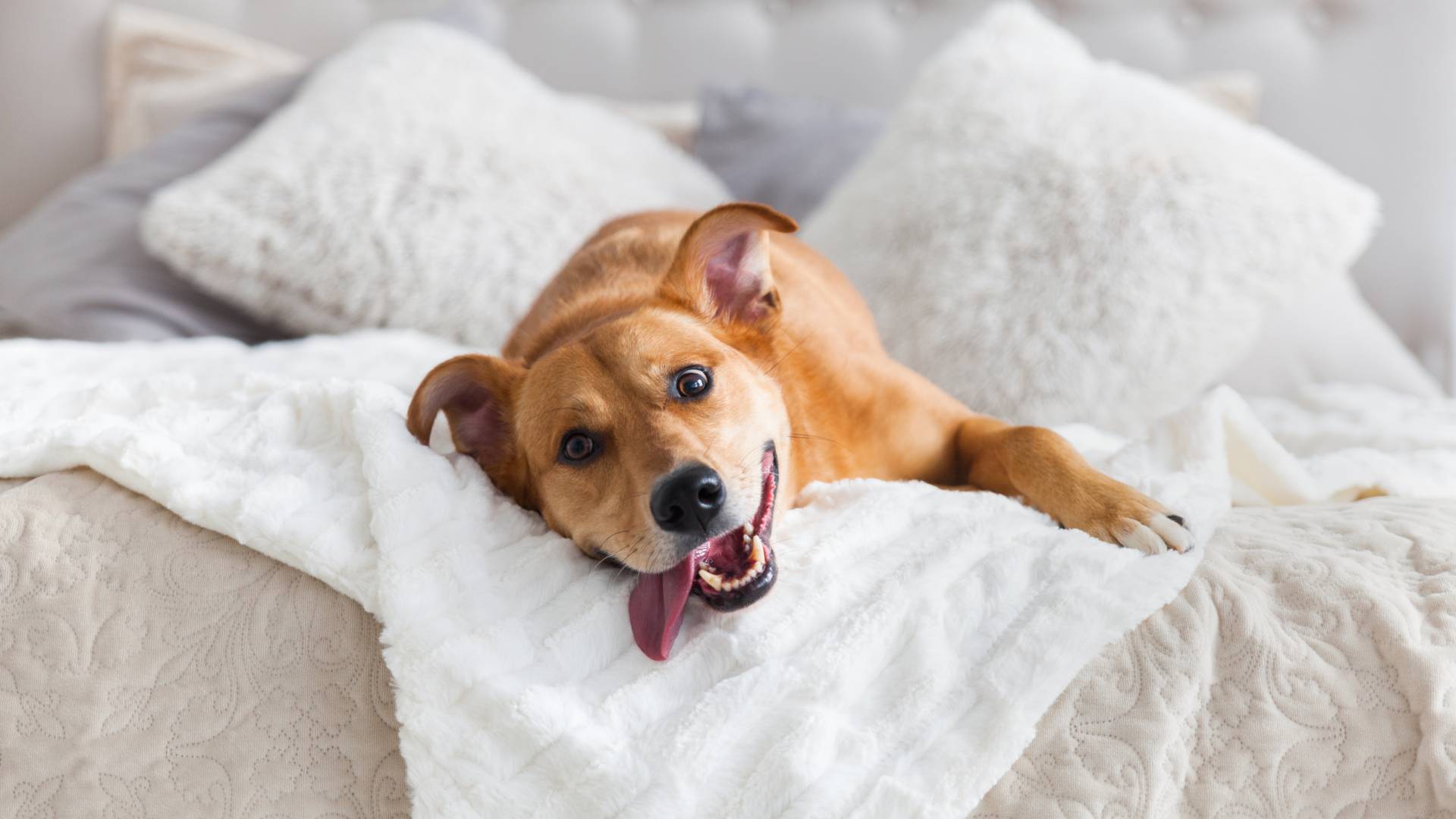 Hund liegt in luxuriösen Bett