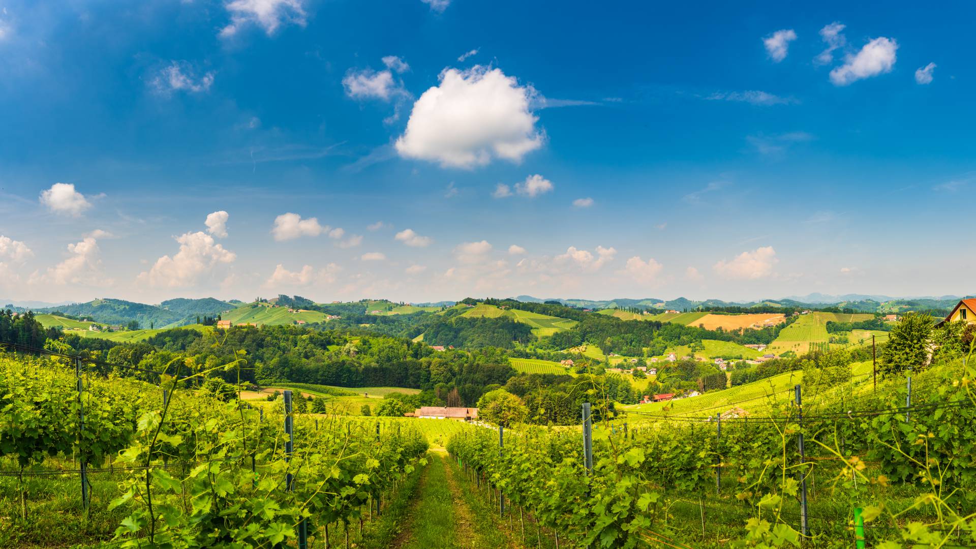 Steiermark Weinreben Weinanbau Panorama