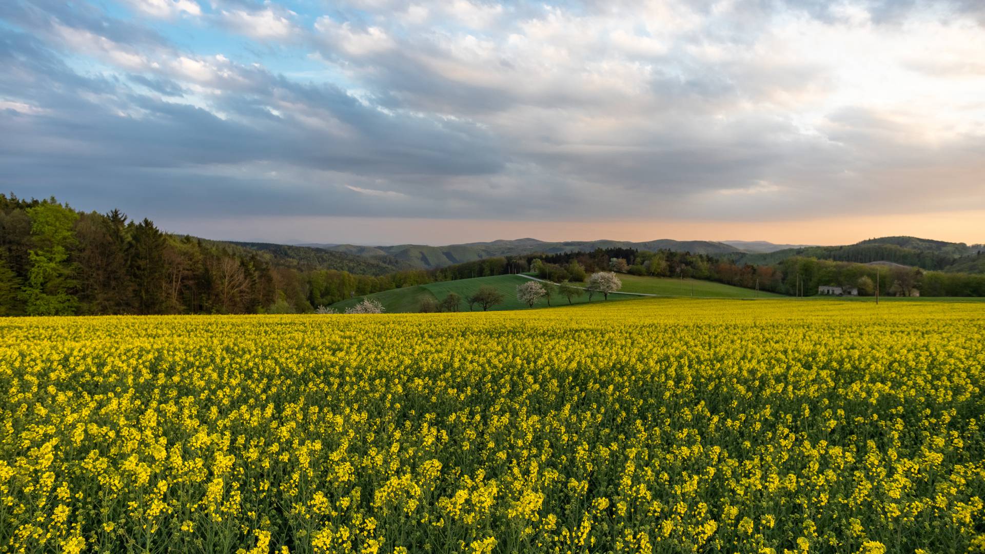 Rapsfeld im Sonnenuntergang Niederösterreich Landschaft Natur