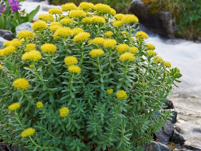 Rhodiola "anti-stress" Thumbnail