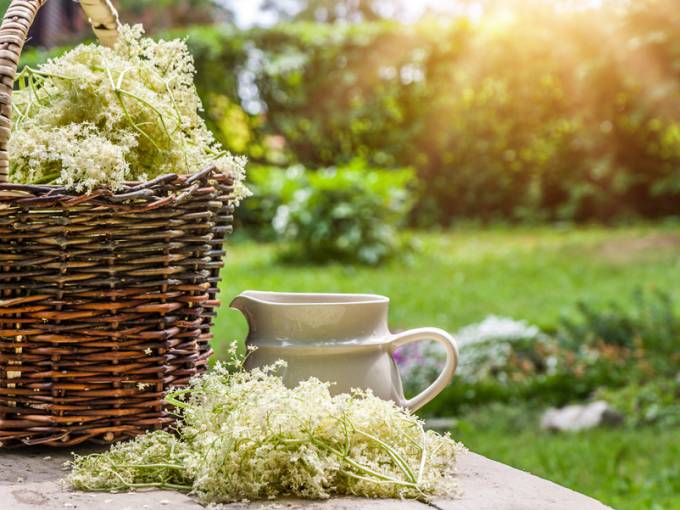 Elderflower syrup Thumbnail