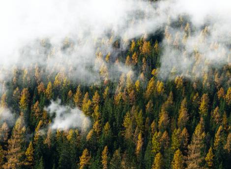 Das Schwarzwald Baumritual  Symbolfoto