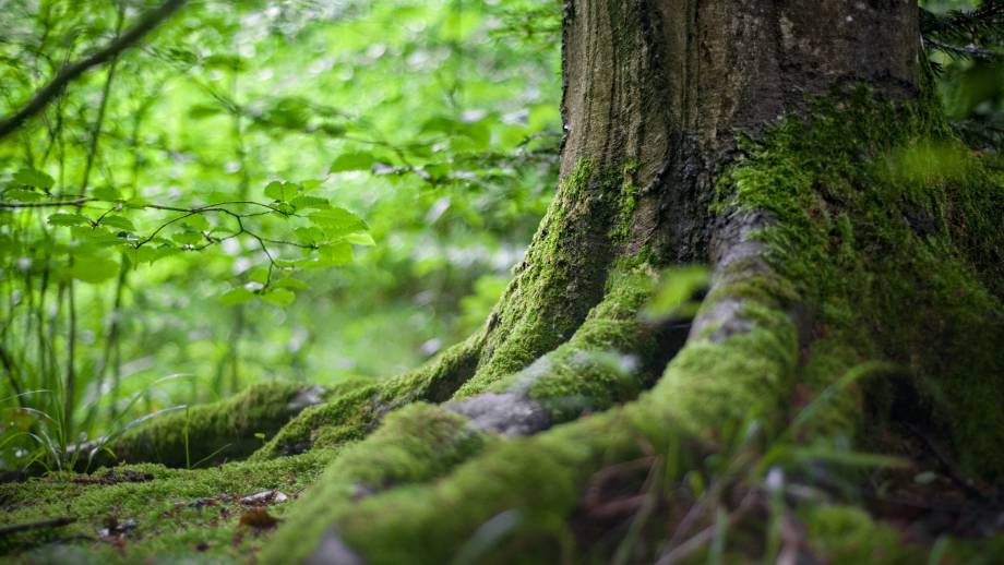 Das Schwarzwald Baumritual  Symbolfoto