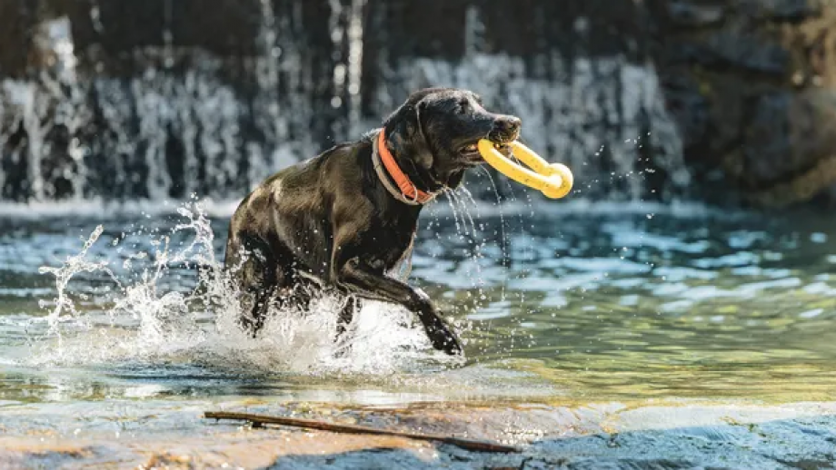 Holiday with your dog at Landrefugium Obermüller in Bavaria symbolic picture