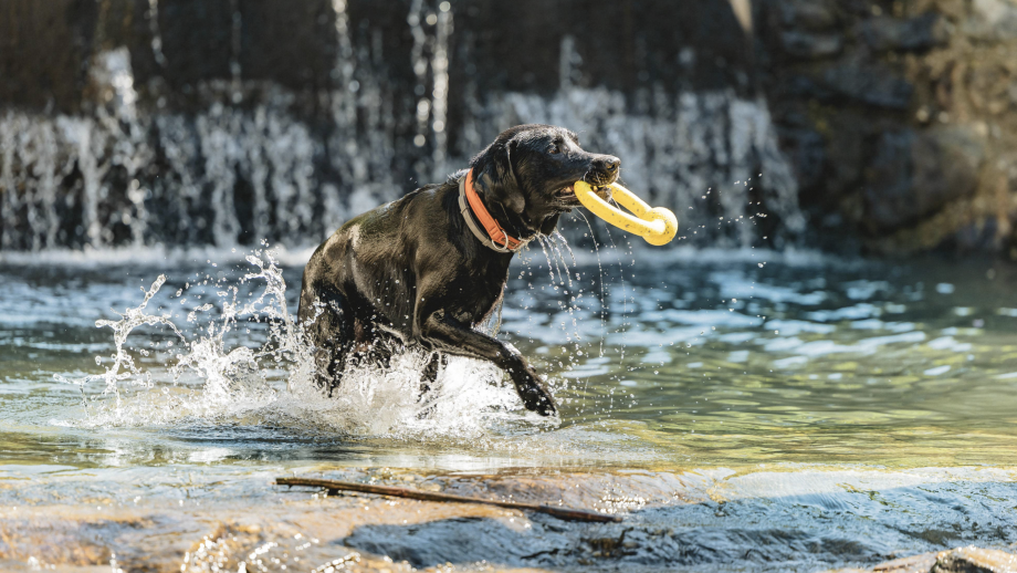 Urlaub mit Hund im Landrefugium Obermüller in Bayern Symbolfoto